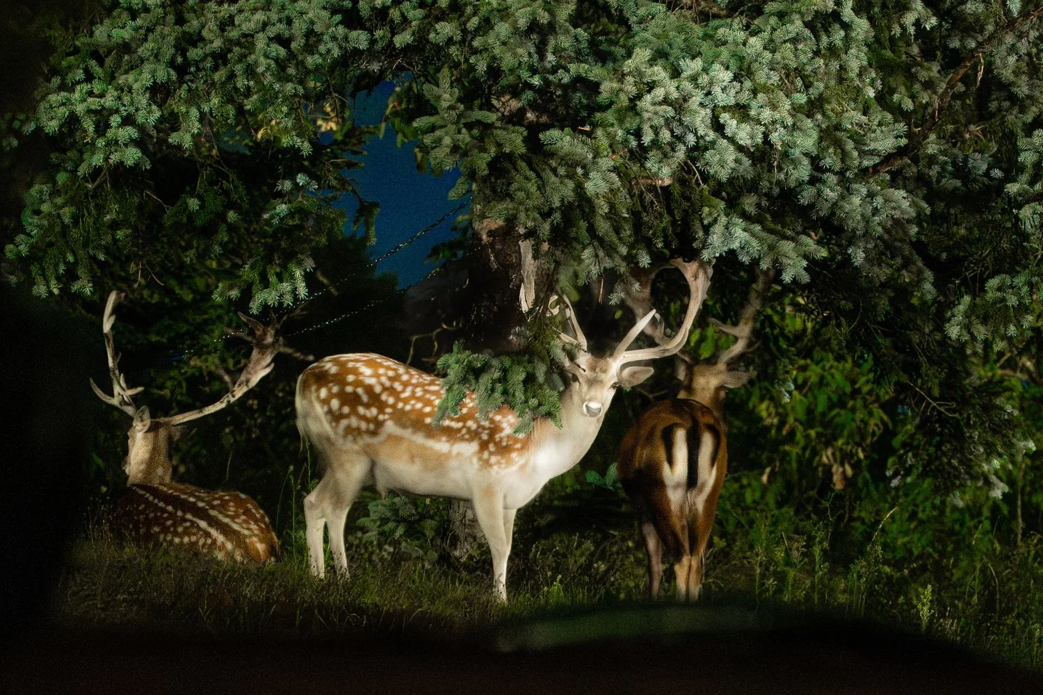 Photograph from Wildlife by Aaron Francesco Zeiss