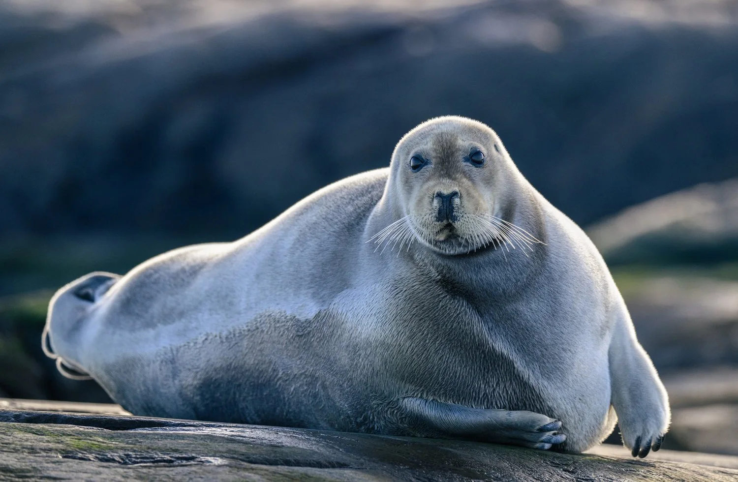 Photograph from Wildlife by Aaron Francesco Zeiss