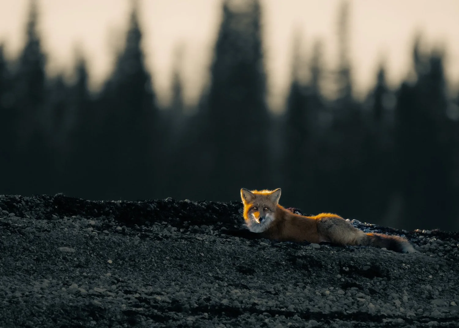 Photograph from Wildlife by Aaron Francesco Zeiss