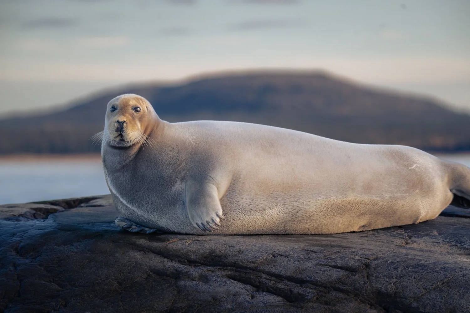 Photograph from Wildlife by Aaron Francesco Zeiss