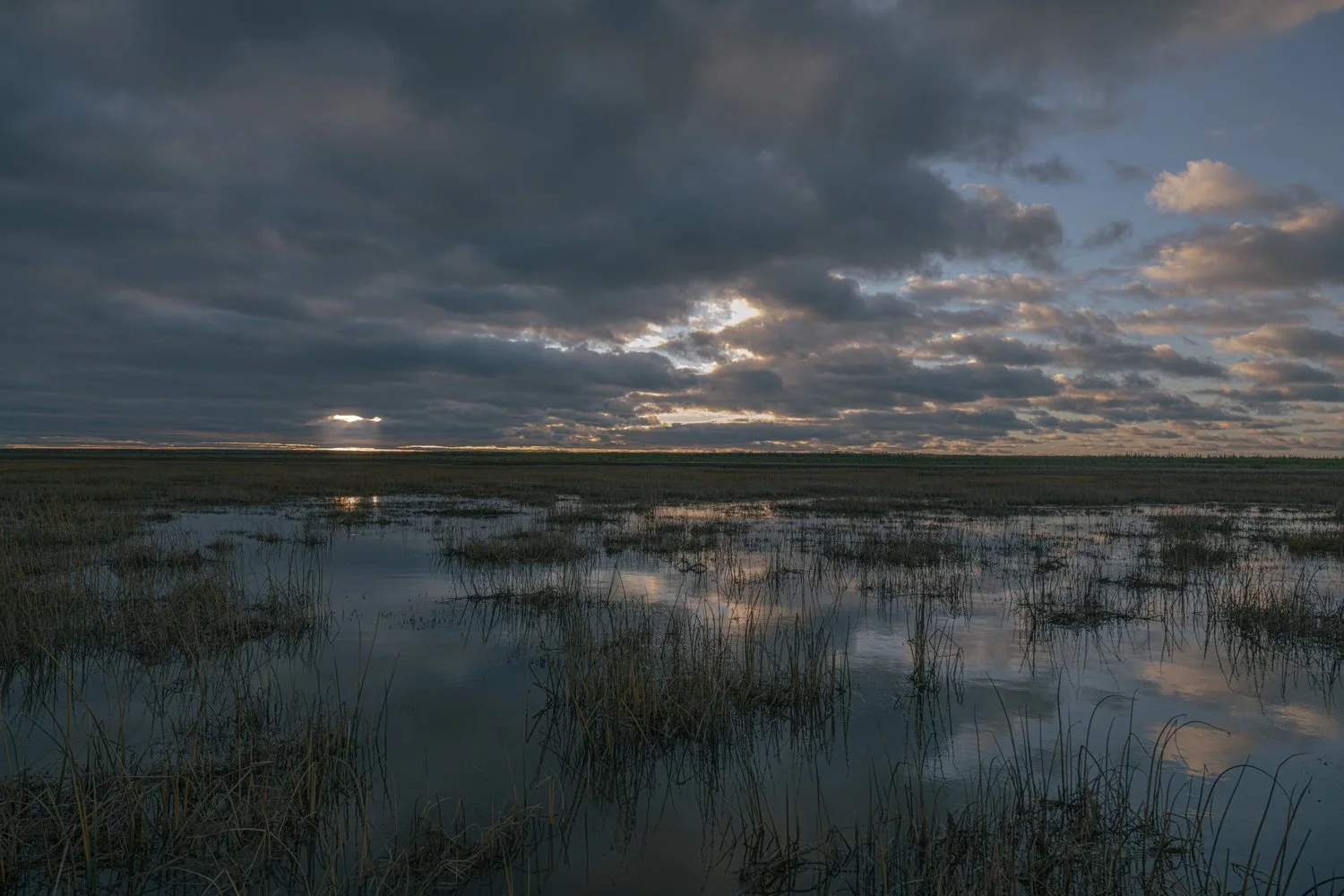 Photograph from Search for the Yellow Rail by Aaron Francesco Zeiss