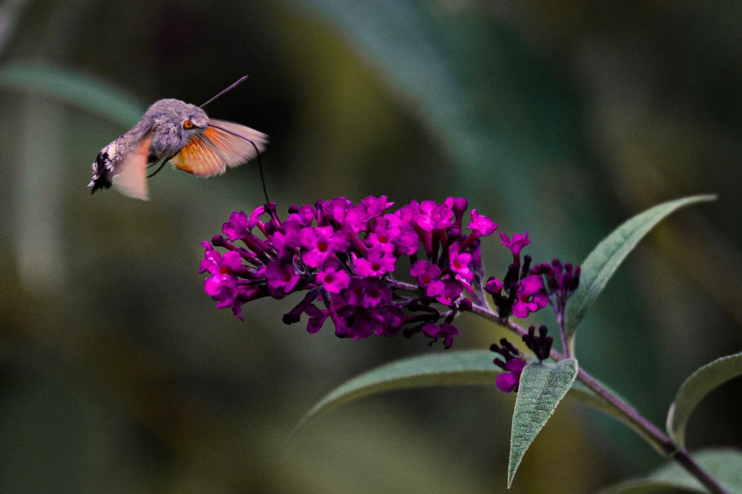 Photograph from Wildlife by Aaron Francesco Zeiss
