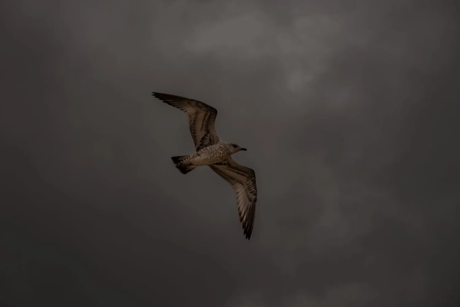 Photograph from Wildlife by Aaron Francesco Zeiss