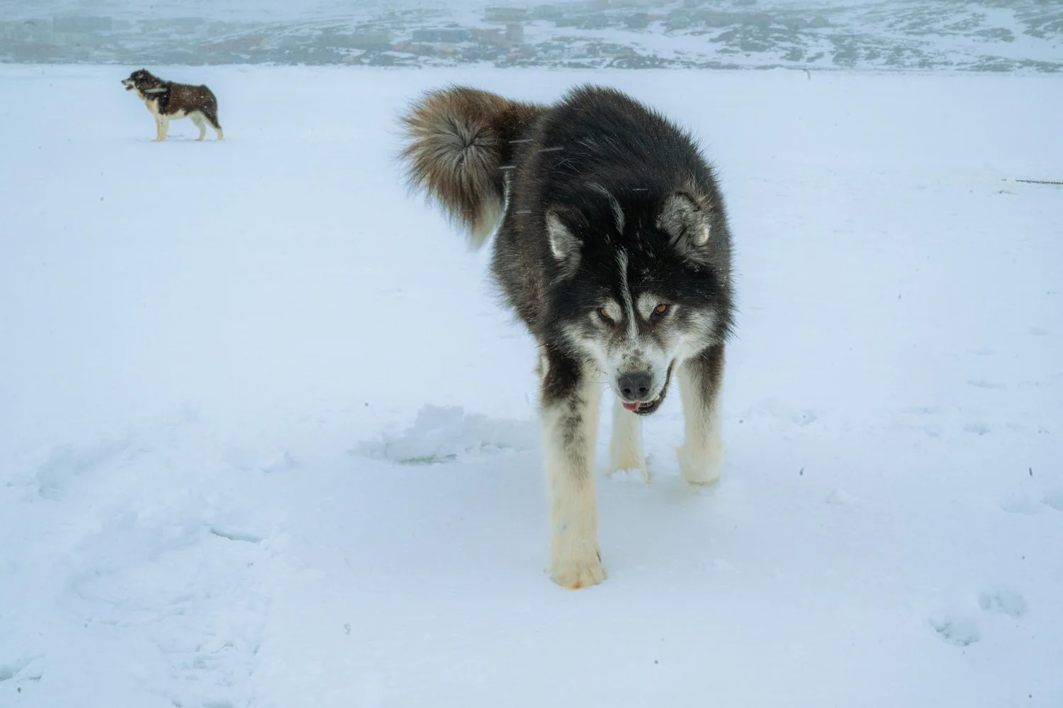 Photograph from Iqaluit, Nunavut by Aaron Francesco Zeiss